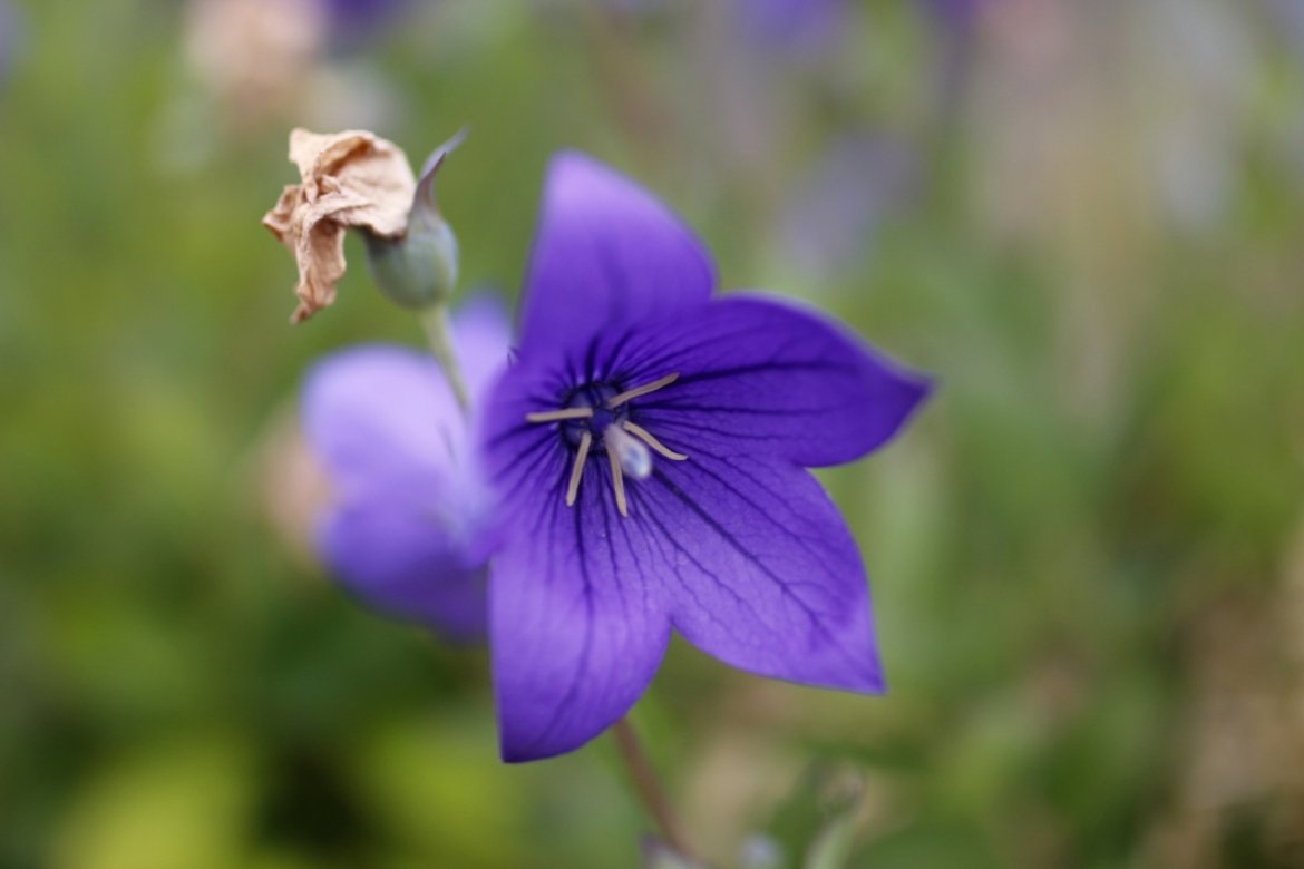 Campanule